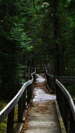 Footbridge amidst trees in forest