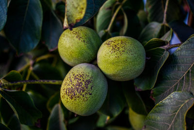 Close-up of fruits growing on tree