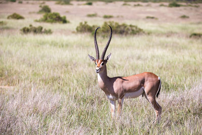 Deer standing on field