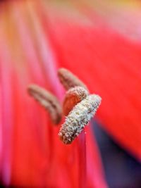 Close-up of insect on red flower