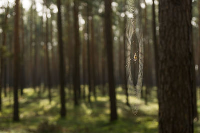 Trees in forest