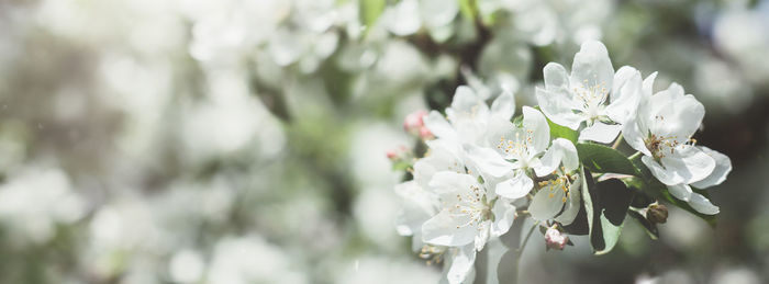 Close-up of white cherry blossom plant