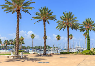 Palm trees by swimming pool in city against sky