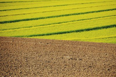 Scenic view of agricultural field