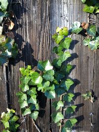 High angle view of plants growing outdoors