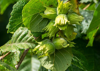 Close-up of fresh green leaves