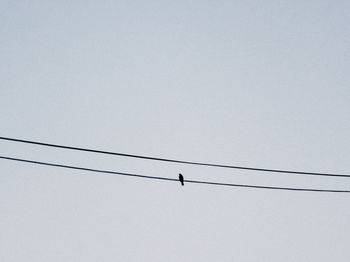 Low angle view of birds perching on power line