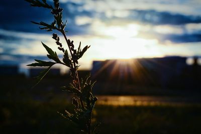 Close-up of plants at sunset