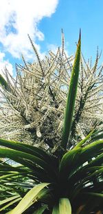 Close-up of flowering plant on field against sky