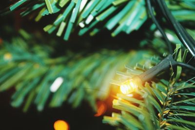 Close-up of illuminated lights