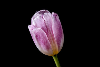 Close-up of pink rose against black background