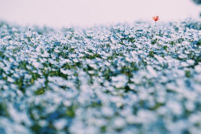 Close-up of plant growing on field