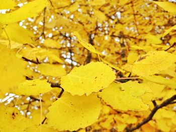 Close-up of autumnal leaves