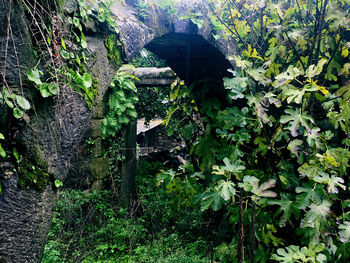 Plants growing on bridge in forest