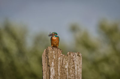 Close-up of bird perching on wooden post