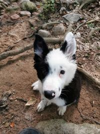 High angle portrait of dog standing on rock