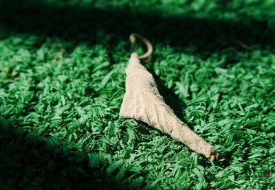 Close-up of leaf on field