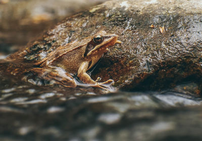 Close-up of frog on rock