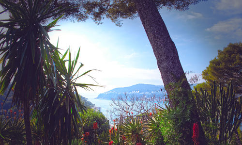 Plants by trees against sky