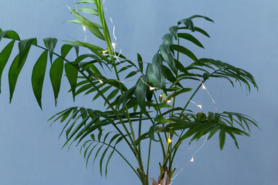 Low angle view of plant against sky