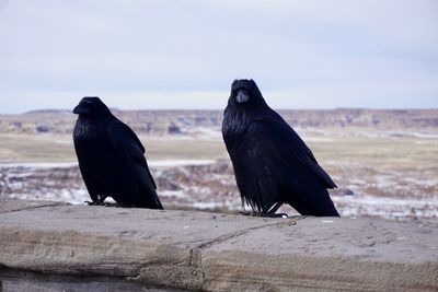 Birds perching on wood