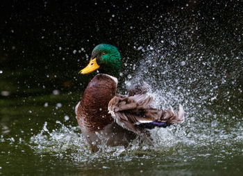 Water splash through the duck wings