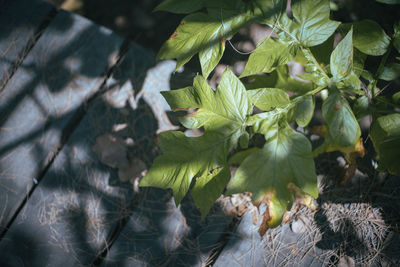 Close-up of fresh green leaves on plant