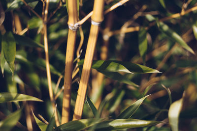 Close-up of fresh green plant