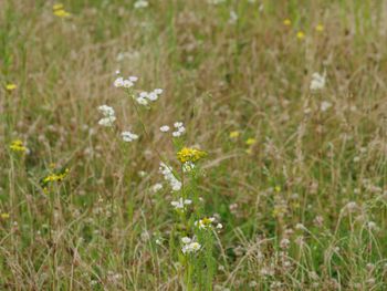 Close-up of white daisy flowers in field