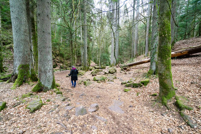 Rear view of person standing by trees in forest