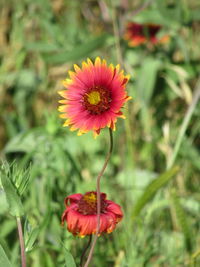 Close-up of pink flower