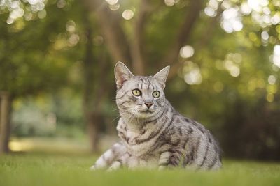 Close-up portrait of tabby cat against plants