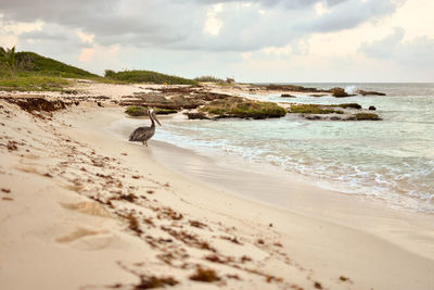 Scenic view of beach against sky