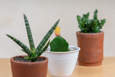 Close-up of potted plant on table