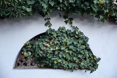 Close-up of potted plant against white wall