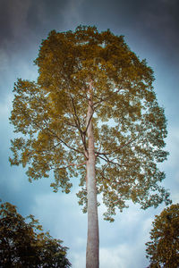 Low angle view of tree against sky