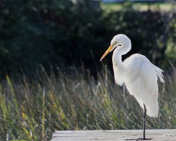 Close-up of bird perching on wood