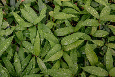 Full frame shot of wet leaves