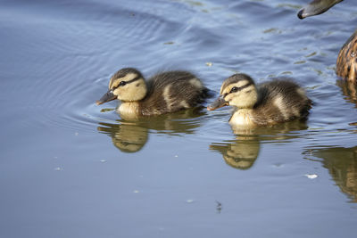 Duck swimming in lake