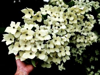 Close-up of hand holding white flowering plant