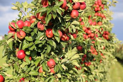 Close-up of red berries on tree