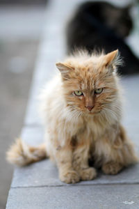 Portrait of cat sitting outdoors