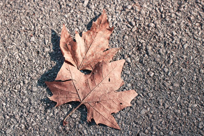 High angle view of maple leaf on street