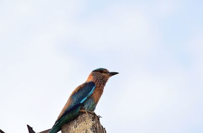 Low angle view of a bird