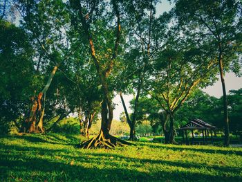 Scenic view of trees growing on field