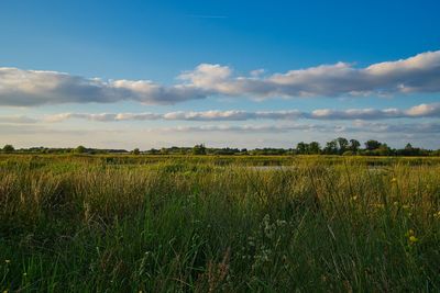Scenic view of agricultural field against sky