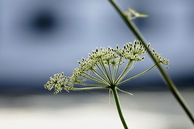 Close-up of flowering plant