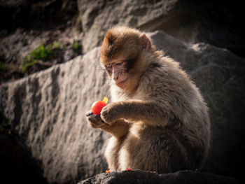 Monkey sitting on rock