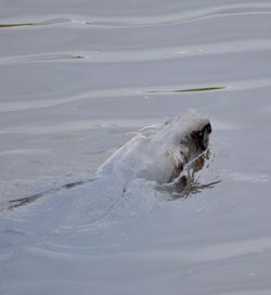 Close-up of turtle swimming in water