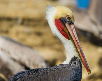 Male brown pelican, pelecanus occidentalis, displaying mating colors at la jolla cove, california.